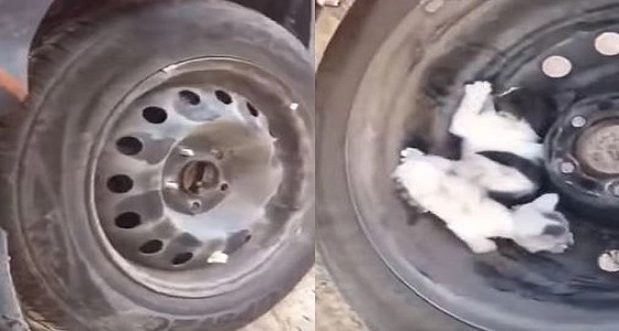 بالفيديو..شاب يعثر على " قطط " خلف إطار سيارته