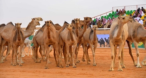 قرار جديد من إدارة مهرجان الملك عبدالعزيز للأبل