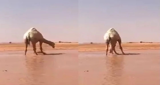 بالصور.. " الفالح " يرعى المؤتمر الجيولوجي الدولي الـ 12.. الأحد