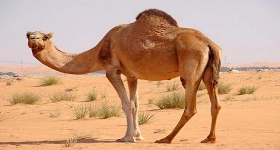 أمانة مكة تستبعد عاملًا سودانيًا بعد تعذيبه للإبل