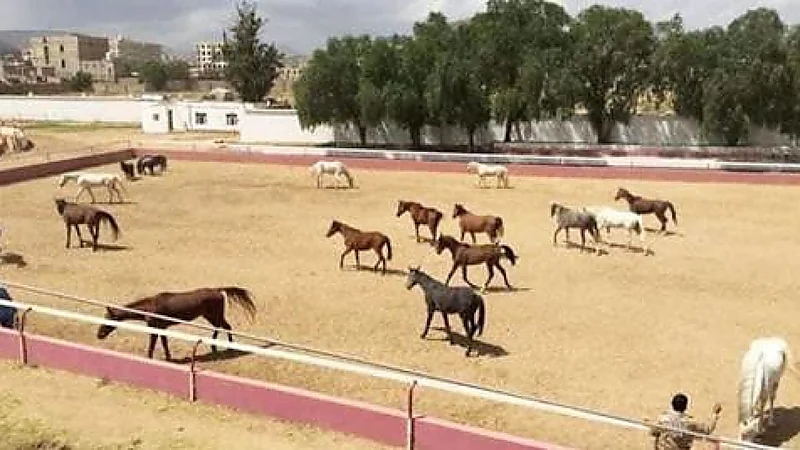قيادي حوثي يبيع نادي الفروسية ويحول مبنى الوزارة لمزرعة بطاطس