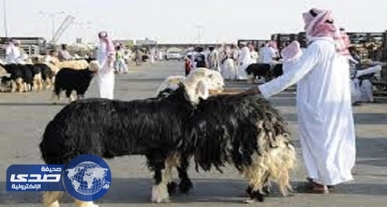 البيئة تحذر من مخاطر الإصابة بأمراض الأضاحي