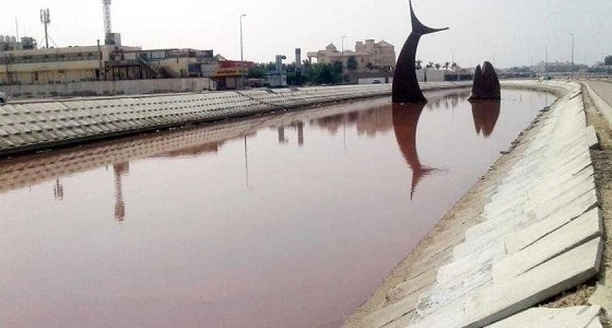 إصابة بحيرة " سمكة جدة " بنسبة من الطحالب السامة