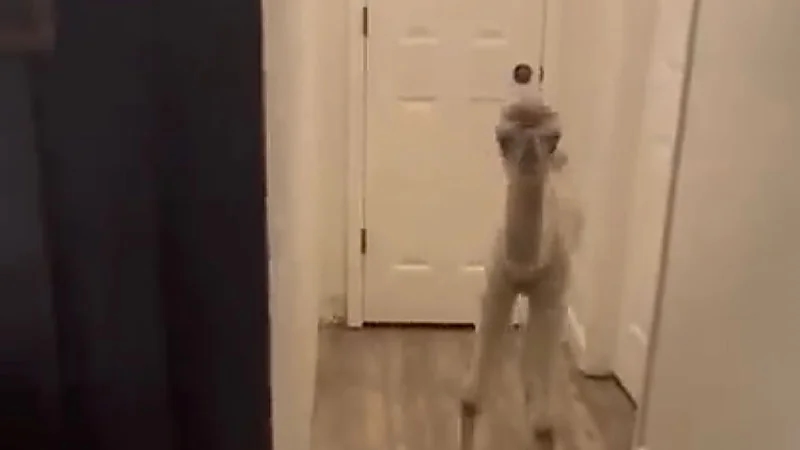 بالفيديو.. فتاة ترعى حوار في منزلها وتثير جدلاً واسعًا