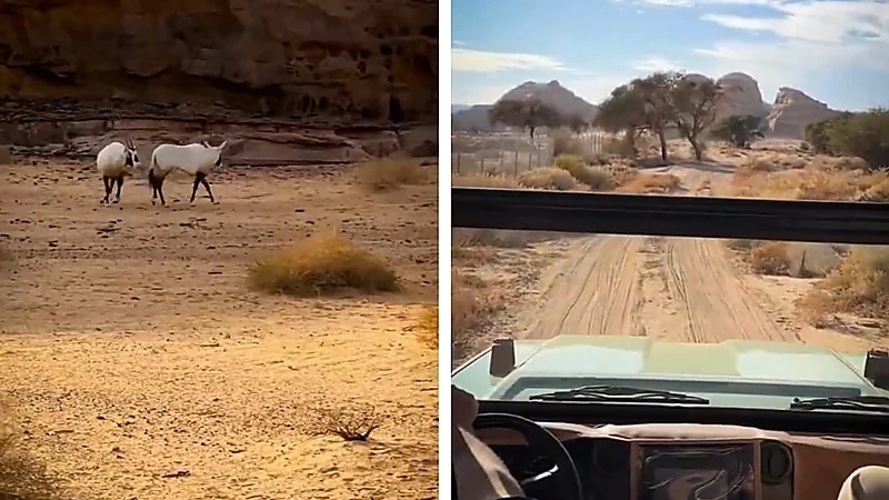 مشاهد مذهلة من محمية العلا تكشف الحياة البرية النادرة .. فيديو