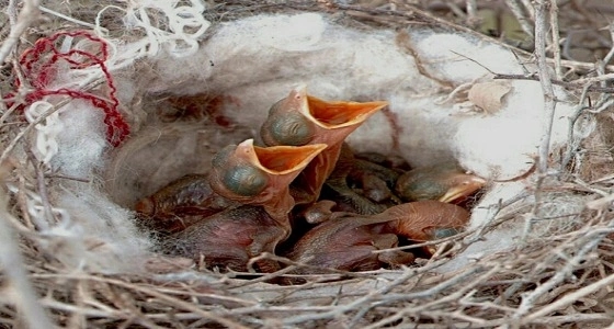 نصائح بعدم صيد الطيور البرية المحلية خلال مرحلة التزاوج.. فبراير