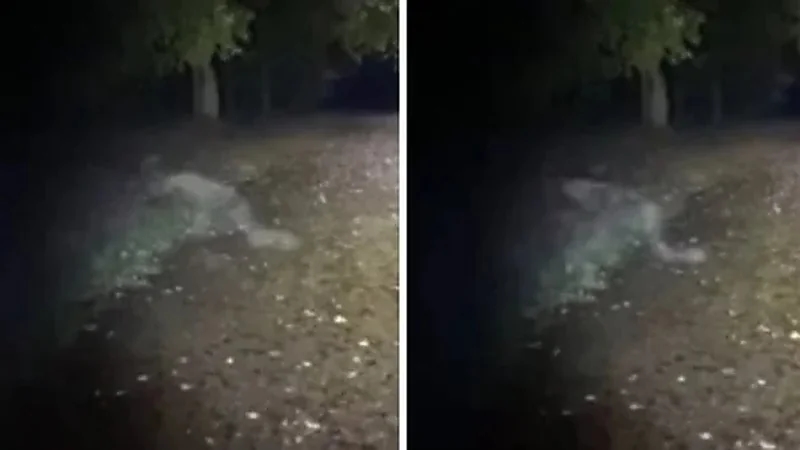 فيديو مرعب يوثق لحظة ظهور جن لزوجين في حديقة بريطانية