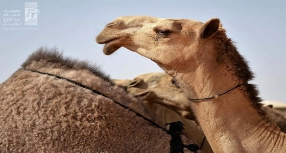 لتحقيق النظام .. إدارة مهرجان الإبل تخصص لجنة قانونية للمراقبة