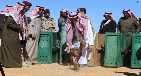 بالصور.. إطلاق عدد كبير من الحيوانات في محمية عروق بني معارض