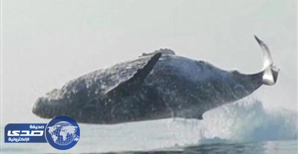 بالفيديو .. حوت أحدب يقفز بالكامل خارج المياه