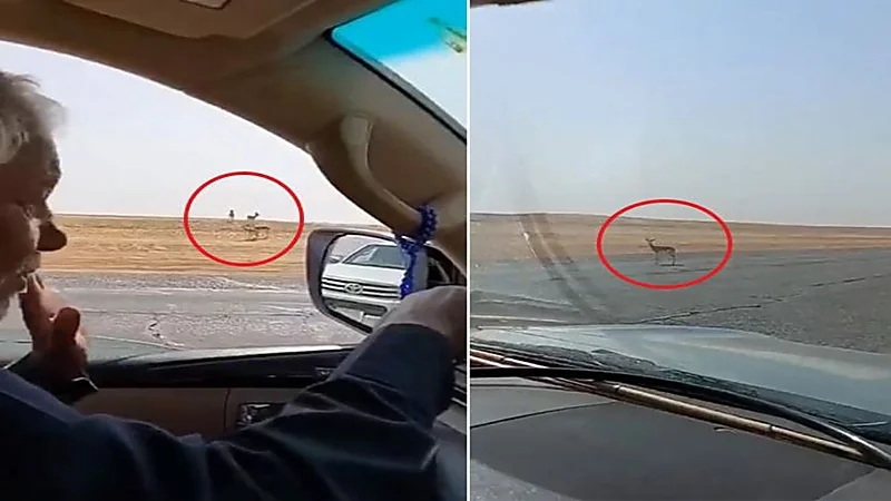 شاهد.. رد فعل مواطن عندما شاهد قطيع غزلان بالقرب من أحد الطرق السريعة 
