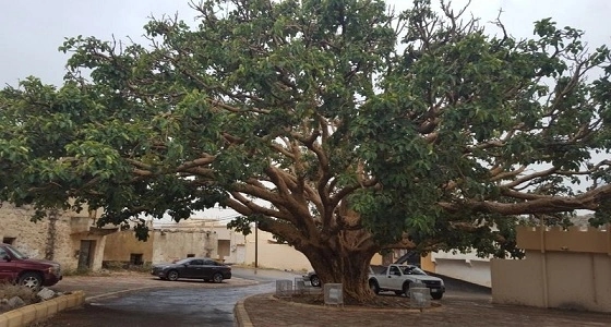 بالصور.. شجرة " الجدة " ذات الـ 600 عام تستخدم كعلاج