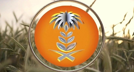 العامة للحبوب تطرح مناقصة لاستيراد 595 ألف طن قمح
