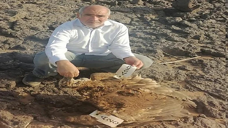 بالصور .. "الحياة الفطرية" تسترجع جهاز تتبع فضائي لمسارات الهجرة من "نسر" أسمر