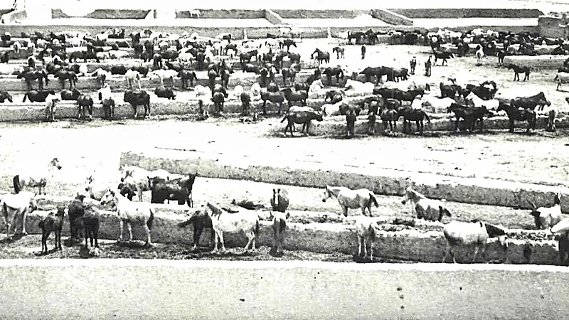 صورة تاريخية نادرة لاسطبل الخيل العربية الخاصة بالملك سعود قبل 67 عامًا