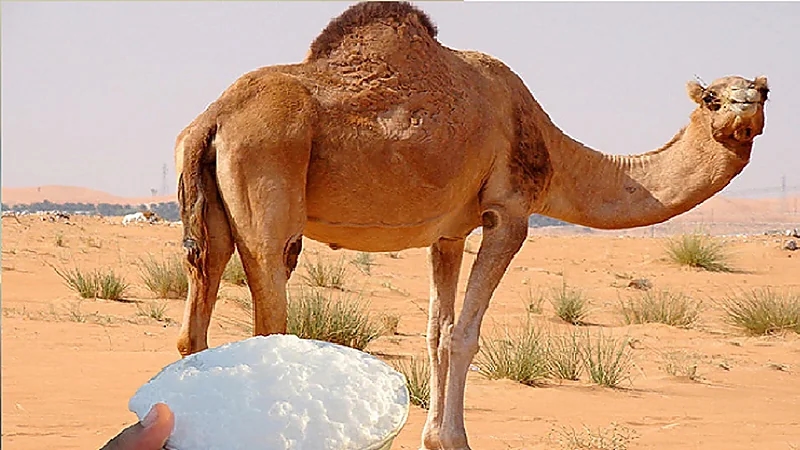 استشاري: من يتناول حليب الإبل لا يحتاج إلي فيتامين C أو أوميجا 3 ..فيديو