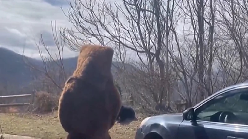 رجل يتنكر في زي دب ليطرد دباً حقيقياً من فناء منزله .. فيديو