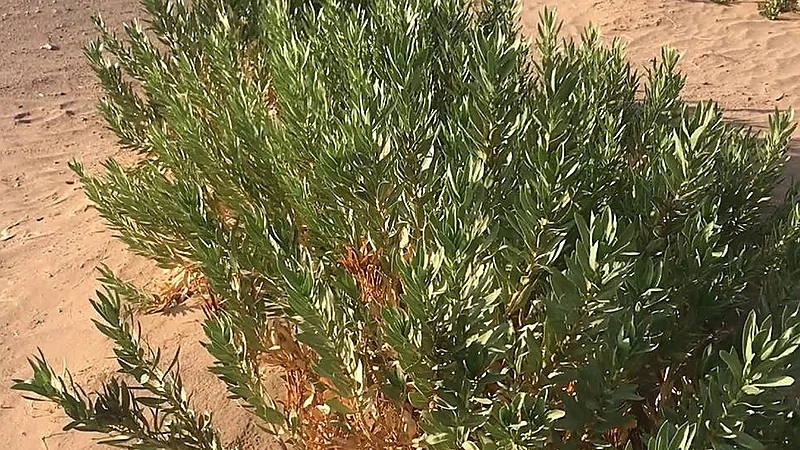 دراسة: استخدام نبات الحرمل في الجزيرة العربية قبل 2700 عام