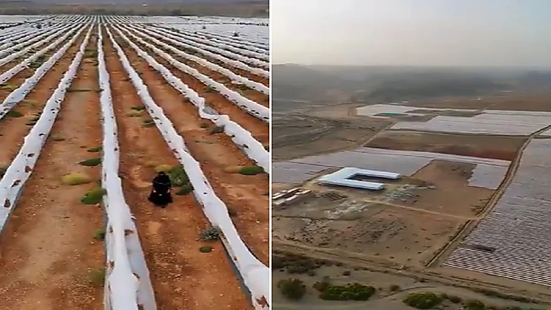 الباحة تحتضن أكبر مدينة بن في الشرق الأوسط .. فيديو