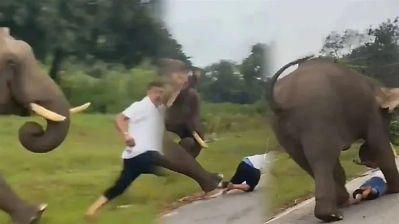 صورة سيلفي تدفع فيلًا لدهس سائح عدة مرات.. فيديو