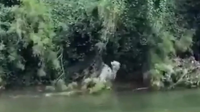 شباب ينقذون ناقة عالقة بين الأشجار في الباحة..فيديو