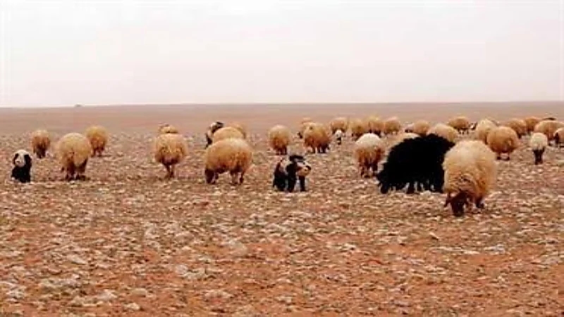 بالفيديو.. مهتم بالبيئة: الرعي الفوضوي وصل إلى دخول المواشي والإبل للمناطق السكنية
