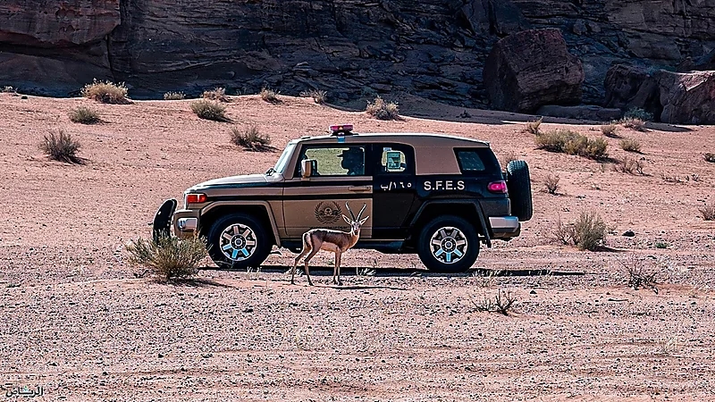 ضبط مخالفًا لارتكابه مخالفة رعي في محمية الإمام تركي بن عبدالله الملكية