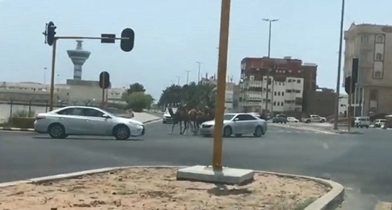 بالفيديو.. إبل سائبة تتجول وسط ينبع