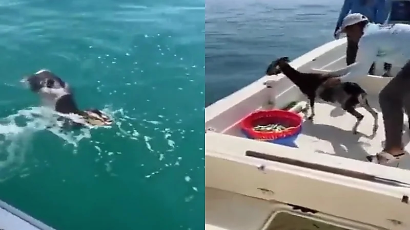 بالفيديو.. شباب يعثرون على تيس وسط البحر أثناء رحلة صيد