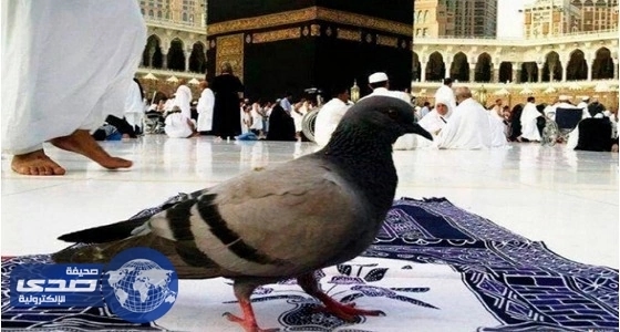 ⁠⁠⁠⁠⁠الحمام المكي يطوف كما الحجاج