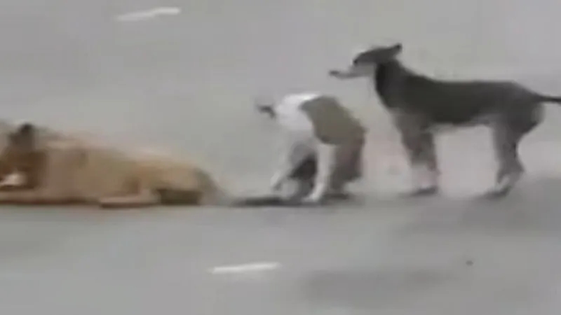 شاهد.. شاب يطلق النار على كلب في شارع عام بجازان 