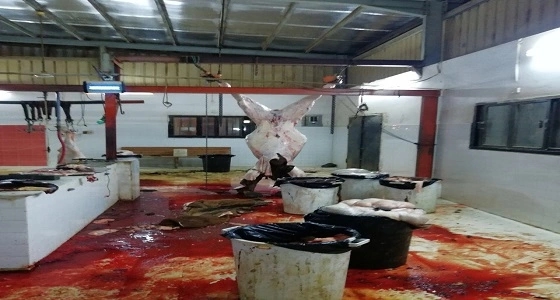 بالصور .. ضبط مسلخ لذبح الإبل المسنة وبيعها في القنفذة