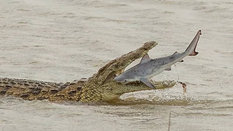 الملحقية الثقافية في لندن تحذر مبتعثيها من طرق احتيالية تستهدف حساباتهم البنكية