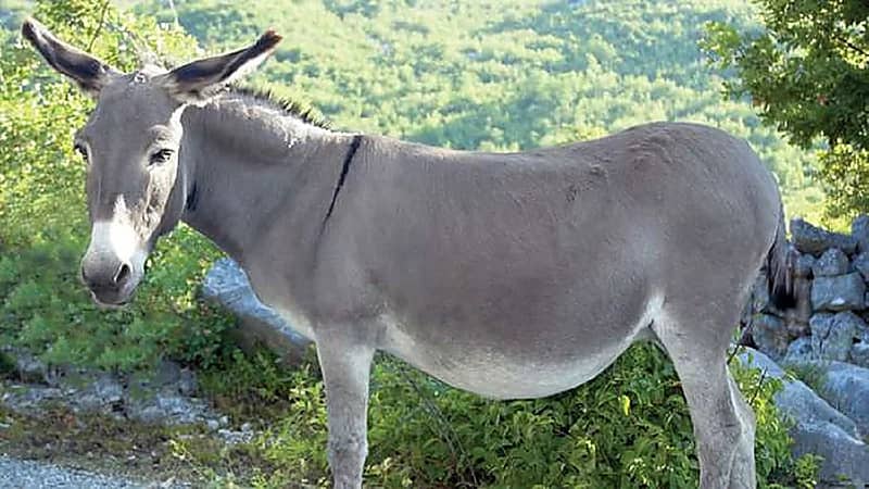 سجن شاب لضربه حمارًا على وجهه وقص شعره