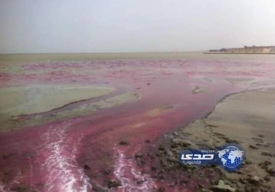 حماية البيئة" تحقق في تلوث مفاجئ لشاطئ سيهات (صور)