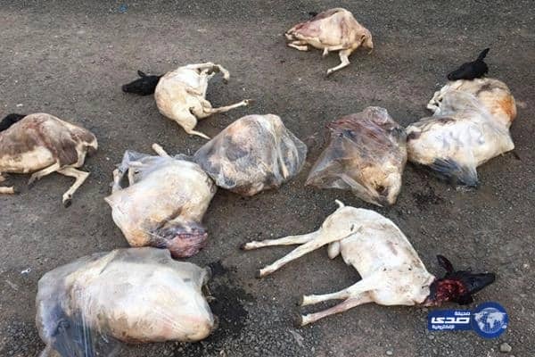 «أمانة الطائف» تحبط تهريب 158 أضحية فاسدة للمطاعم