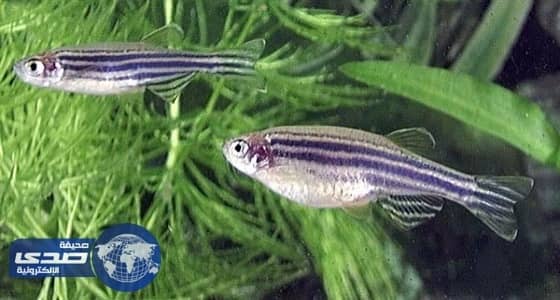 دراسة: أسماك الزرد تساعد في علاج إدمان الأفيون