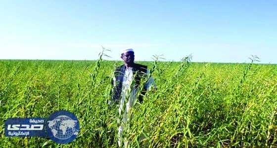 الخرطوم و " جايكا " تبحثان عودة تصدير السمسم السوداني لأسواق اليابان