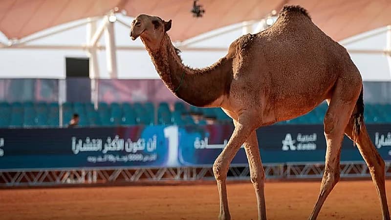 استبعاد إيجالو من قائمة المنتخب النيجيري في أمم إفريقيا 