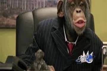 اليابان تعدم 57 قرداً بسبب جينات غازية غريبة