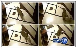 بالفيديو.. كلب يثير الذعر في مدرجات ملعب مباراة بالدرجة الثانية