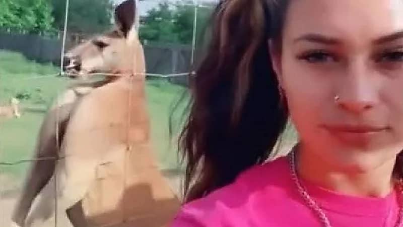 بالفيديو.. كنغر يستعرض عضلاته أمام فتاة