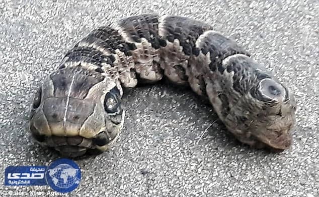 بالفيديو.. العثور علي مخلوق غريب  ذو رأسان يٌشبه الافعي