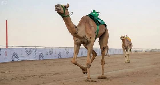 منافسات وإثارة بمهرجان ولي العهد للهجن مع انطلاق الأشواط التنشيطية الثانية