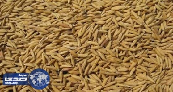 4.5 مليون طن من الحبوب صدرتها المؤسسة العامة للحبوب منذ بداية العام