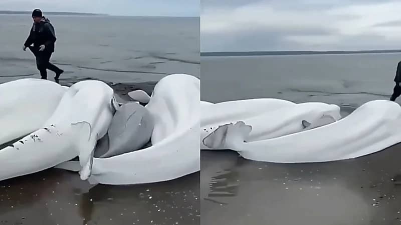 حيتان ضخمة تخرج إلى شاطئ شبه جزيرة كامتشاتكا في روسيا بعد الزلزال.. فيديو
