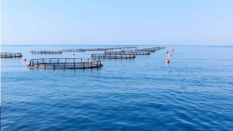 "البيئة" تطلق خدمة تراخيص تفريخ الأسماك