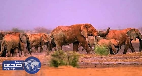 مالي تستعين بكلاب من هولندا لإنقاذ الأفيال