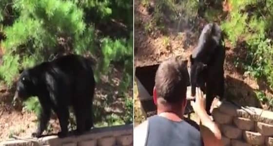 بالفيديو.. دب يقتحم حفل شواء عائلي