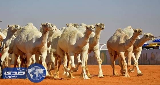 متحدث مهرجان الأبل ينفي ضبط مروجي مخدرات ومسكرات بالموقع